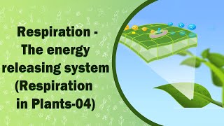 Respiration  The energy releasing system  Respiration in Plants04  X Class [upl. by Marvel]