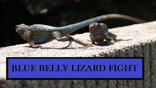 Blue Belly  Western Fence Lizard Territory Fight  Lizard Push Ups  California Lizards [upl. by Stephie]