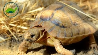 Epic Tortoise Fight [upl. by Brandes]