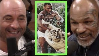 Mike Tyson Explains Why He Got the Tigers  Joe Rogan [upl. by Gerry326]