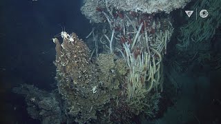 Hydrothermal vents Explore a bizarre deep ocean habitat [upl. by Ssej486]