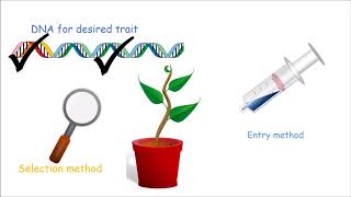 How to Make a Genetically Modified Plant [upl. by Nallaf23]