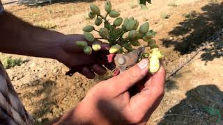 How are Pistachios Harvested [upl. by Richards]