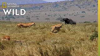 How a Lion Pride Hunts Prey  Cat Attacktics [upl. by Odlopoel435]