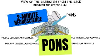 2Minute Neuroscience Pons [upl. by Ssirk]