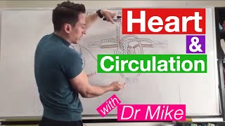 Heart Circulation  Cardiology [upl. by Zavras]