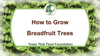 How to Grow Breadfruit Trees [upl. by Lenny]