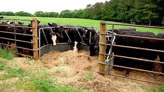 Fence Line Feeder [upl. by Misty409]