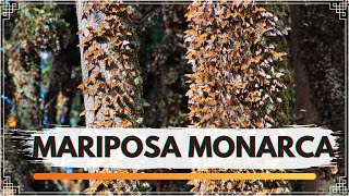 ¡¡ SANTUARIO DE LA MARIPOSA MONARCA [upl. by Chassin]