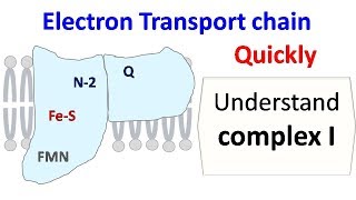 NADH dehydrogenase complex 1 of ETC [upl. by Donough]