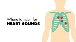 Where to listen for Heart Sounds Auscultory Areas  MEDZCOOL [upl. by Hedva692]