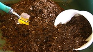 How to revitalize and reuse potting soil [upl. by Winne]