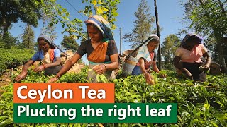 Ceylon Tea  Plucking the right leaf [upl. by Lana306]