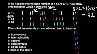 Haploid diploid triploid and tetraploid plants [upl. by Russi]