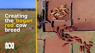 Breeding the bogan red – the new hybrid beef cow  Movin To The Country  ABC Australia [upl. by Vivyan259]