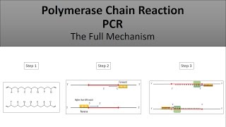 The principle of PCRPolymerase Chain Reaction a full and easy explanation [upl. by Berton]