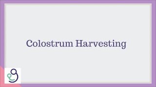 Colostrum Harvesting  Private Midwives [upl. by Lovmilla]