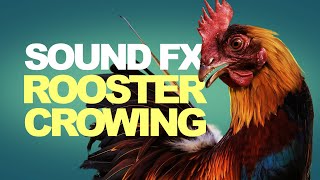 Rooster Crowing  Sound Effects High Quality [upl. by Assirral]