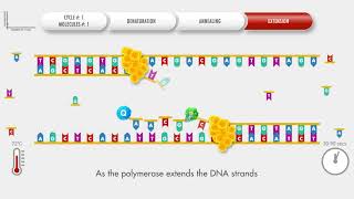 Animated PCR Real Time qPCR procedure [upl. by Ettenan]