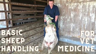 Basic Sheep Handling for the Veterinary Technician [upl. by Evreh774]