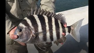 How To Catch Giant Sheepshead  OBX Fishing [upl. by Dorella122]