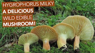 Hygrophorus Milky — A Delicious Wild Edible Mushroom [upl. by Gladys]