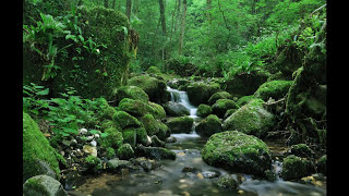 SONIDO DEL AGUA FLUYENDO EN EL RIO PARA DORMIR  WATER SOUND IN THE RIVER FLOWING TO SLEEP [upl. by Llevaj]