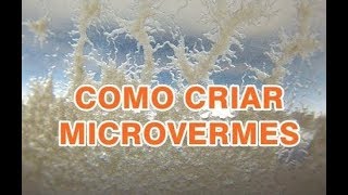 APRENDA A CRIAR OS MICROVERMES DA AVEIA PASSO A PASSO [upl. by Olivia]