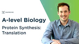 Protein Synthesis Translation  Alevel Biology  OCR AQA Edexcel [upl. by Nneb709]