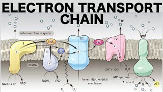 Electron Transport Chain Oxidative Phosphorylation [upl. by Jourdain188]