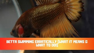 Betta Swimming Erratically What It Means amp What To Do [upl. by Dnaltroc]