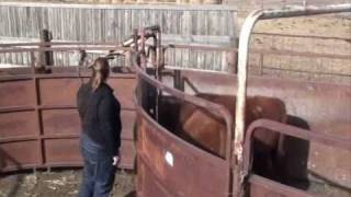 Cattle Handling for Backgrounding Feedlots [upl. by Fairweather480]