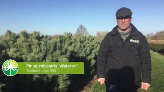 Pinus a versatile tree  Tree vlog 2 [upl. by Ranitta]