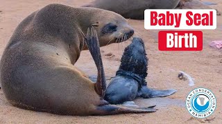 Baby Seal Live Birth [upl. by Frasquito959]