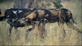 BBC Planet Earth African Wild Dogs [upl. by Aniham]