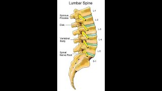 Two Minutes of Anatomy Lumbar Spine [upl. by Etennaej306]