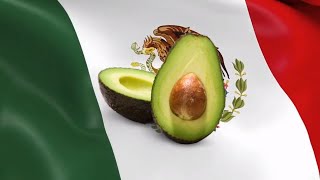 10 Hour of Avocados 🥑 From Mexico 🇲🇽 [upl. by Aicargatla]