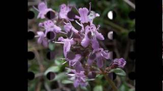 Sandy Denny  Fotheringay  Wild Mountain Thyme [upl. by Ybocaj]