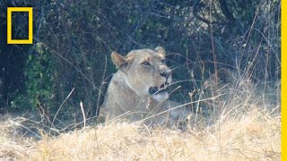 Coexisting With the Lions of Botswana  National Geographic [upl. by Aihtnic]