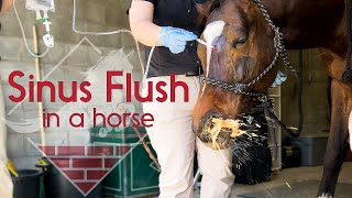 Flushing a Horses Sinus [upl. by Marta]