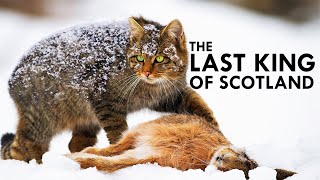 Scottish Wildcat The Highlander Cat [upl. by Patience]