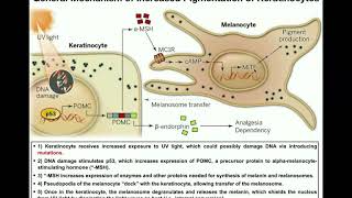 How do Melanocytes Make Melanin Melanogenesis Mechanism [upl. by Avaria]