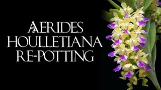 Aerides houlletiana repotting [upl. by Concoff]