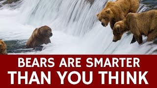 How Smart are Bears Compared to Humans – Facts about Bear Intelligence [upl. by Ykcim]