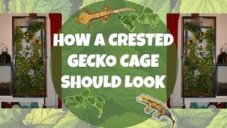 HOW TO Set Up A Crested Gecko Enclosure [upl. by Shuping]