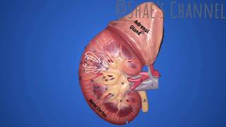 Urinary System Anatomy for Anatomy amp Physiology Lab [upl. by Shishko832]