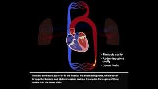 Pulmonary and Systemic Circulations [upl. by Andrews]