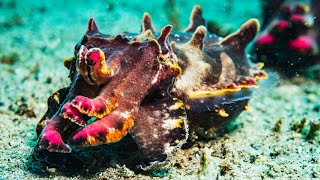 WATCH Flamboyant cuttlefish changes colors  Oceana [upl. by Esihcoc]