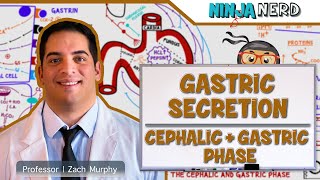 Gastrointestinal  Gastric Secretion The Cephalic amp Gastric Phase [upl. by Hugues393]