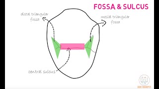 Permanent Maxillary 1st Premolar [upl. by Sofia691]